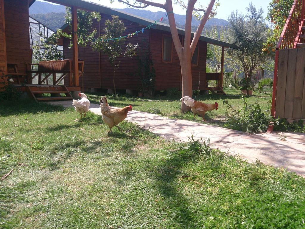 Sera Pansiyon Çıralı Exterior foto